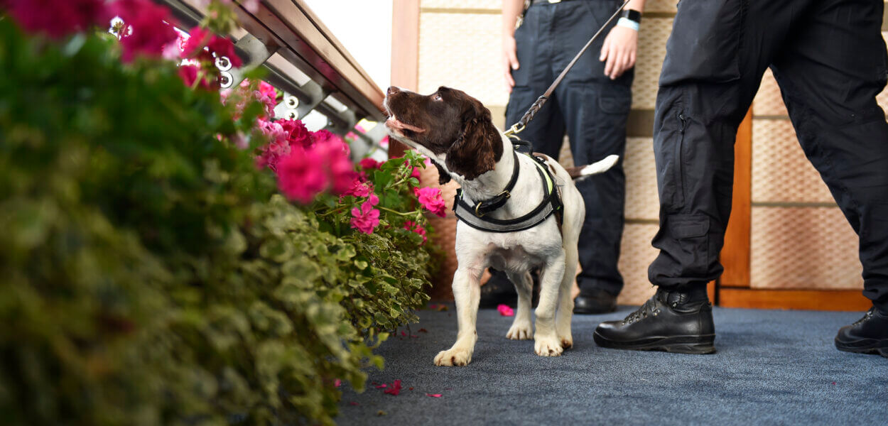 Police dog near flowers