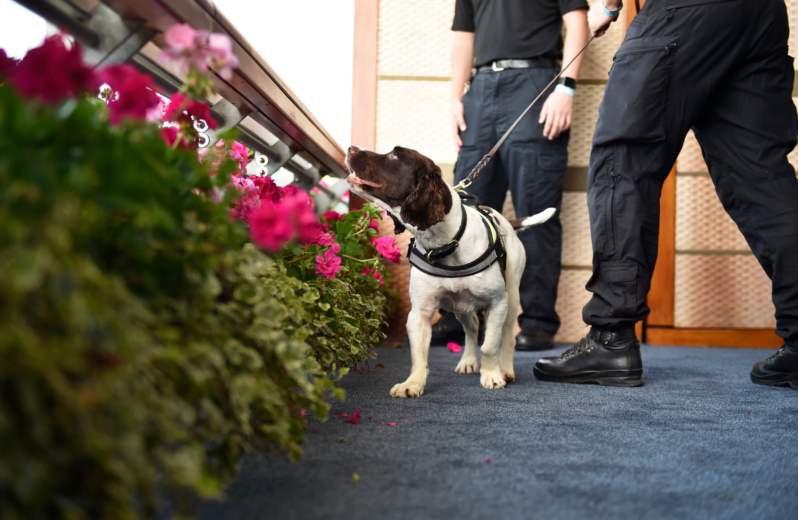 Police dog near flowers